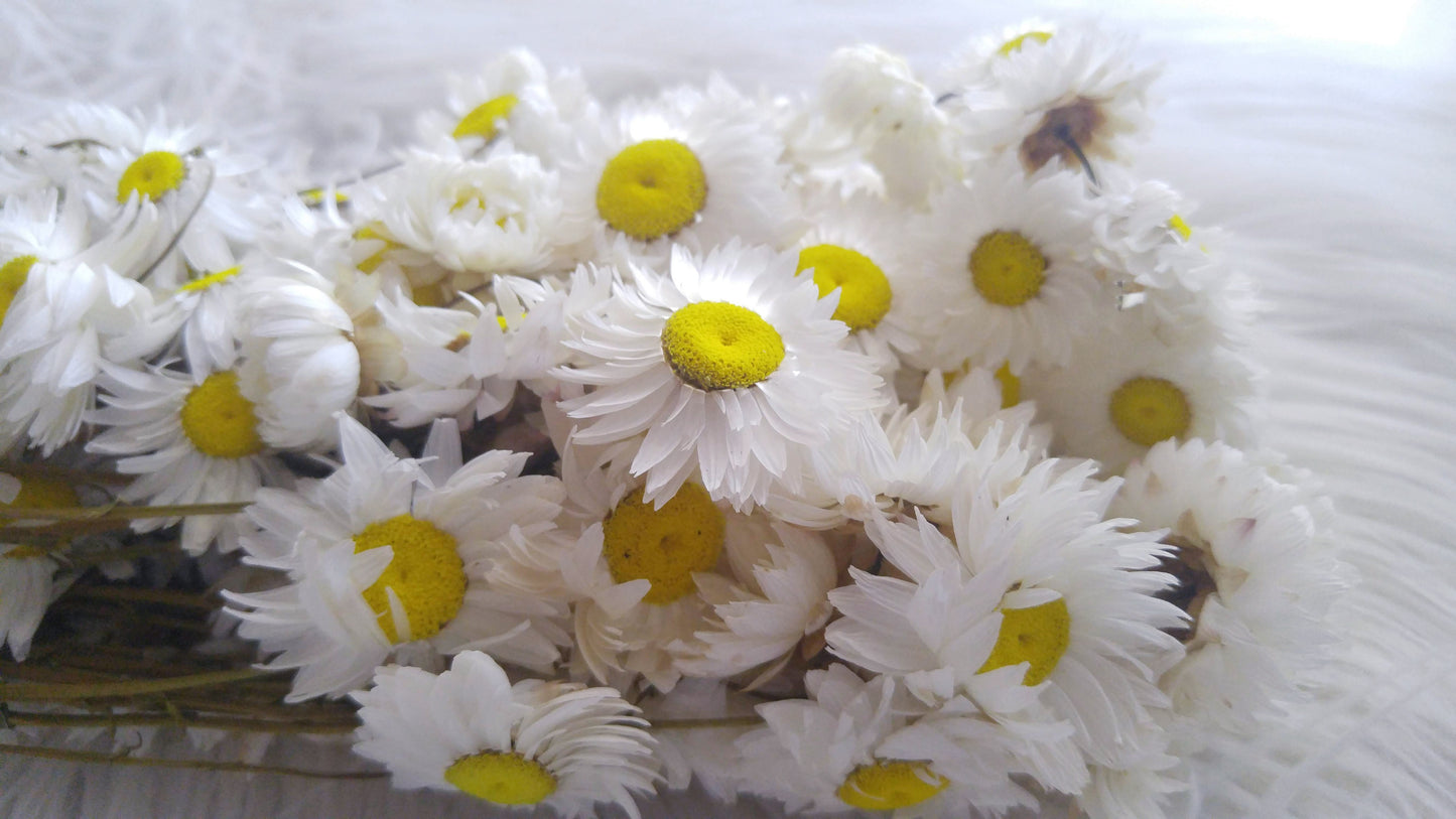 Paper Daisy (Acroclinium)