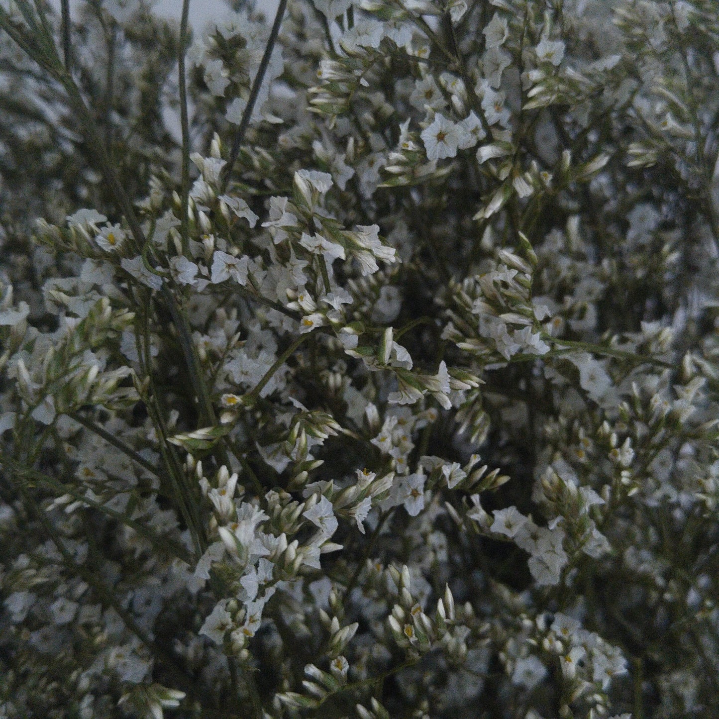 Limonium