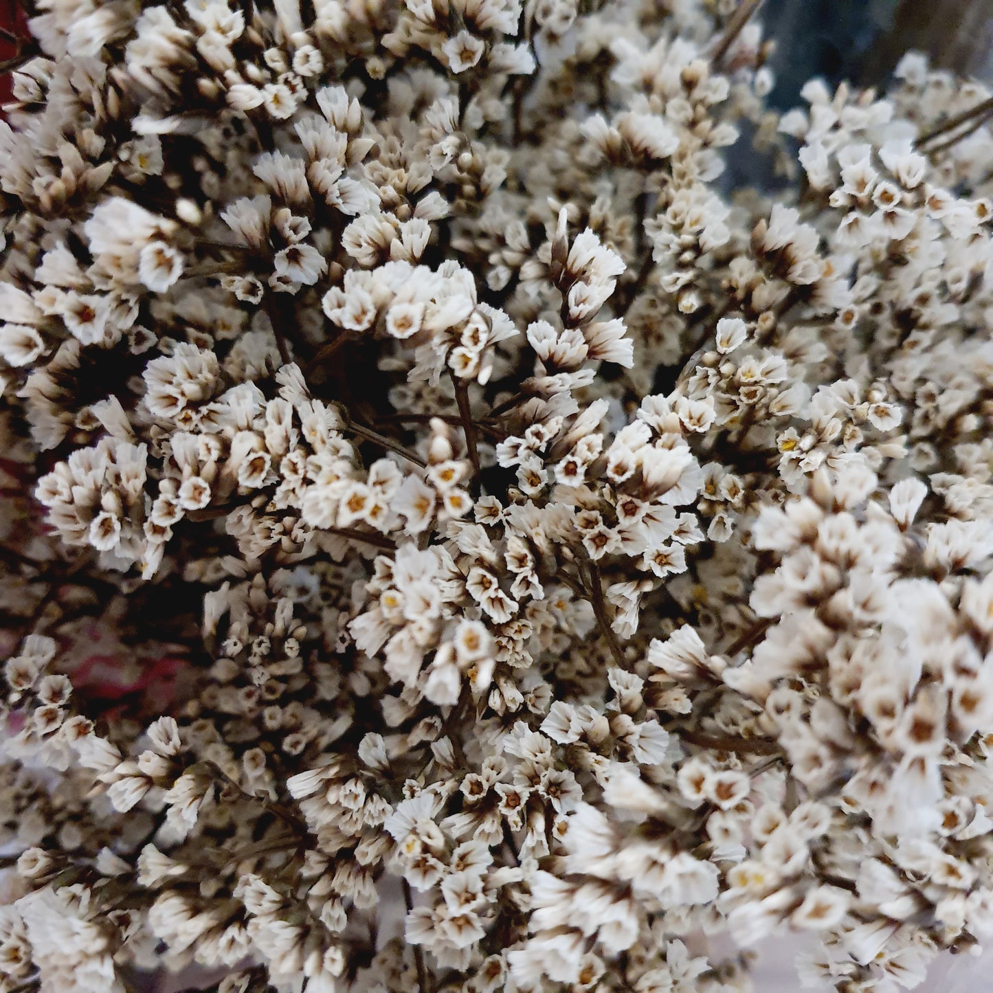 Limonium