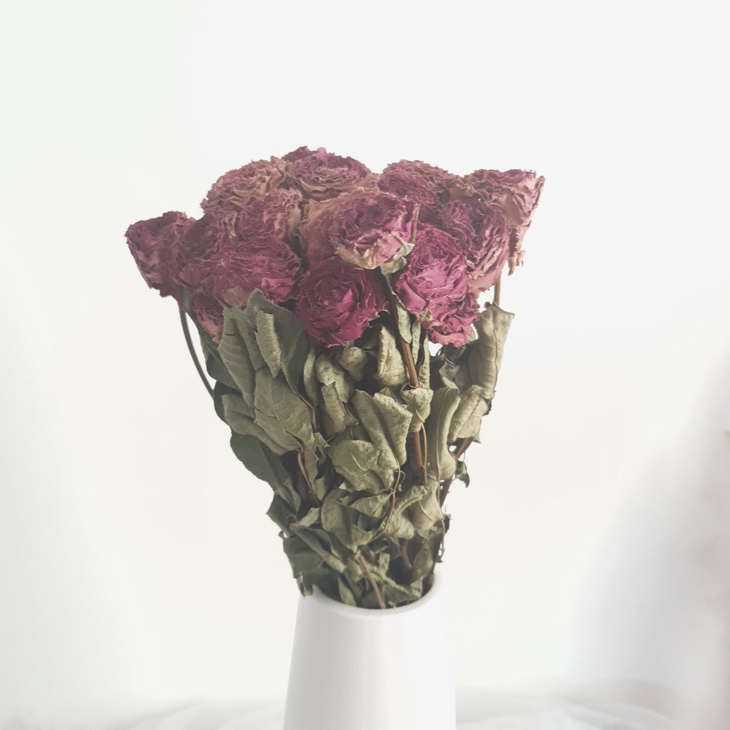 Dried Roses
