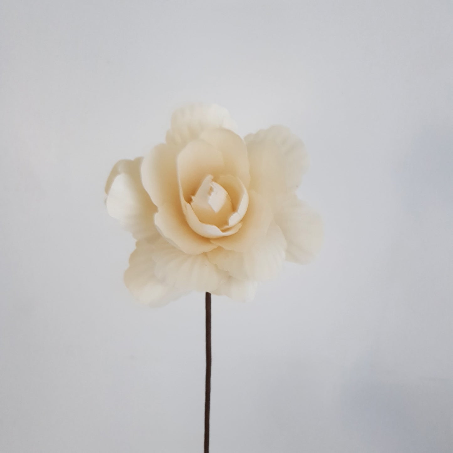 Asian Peony