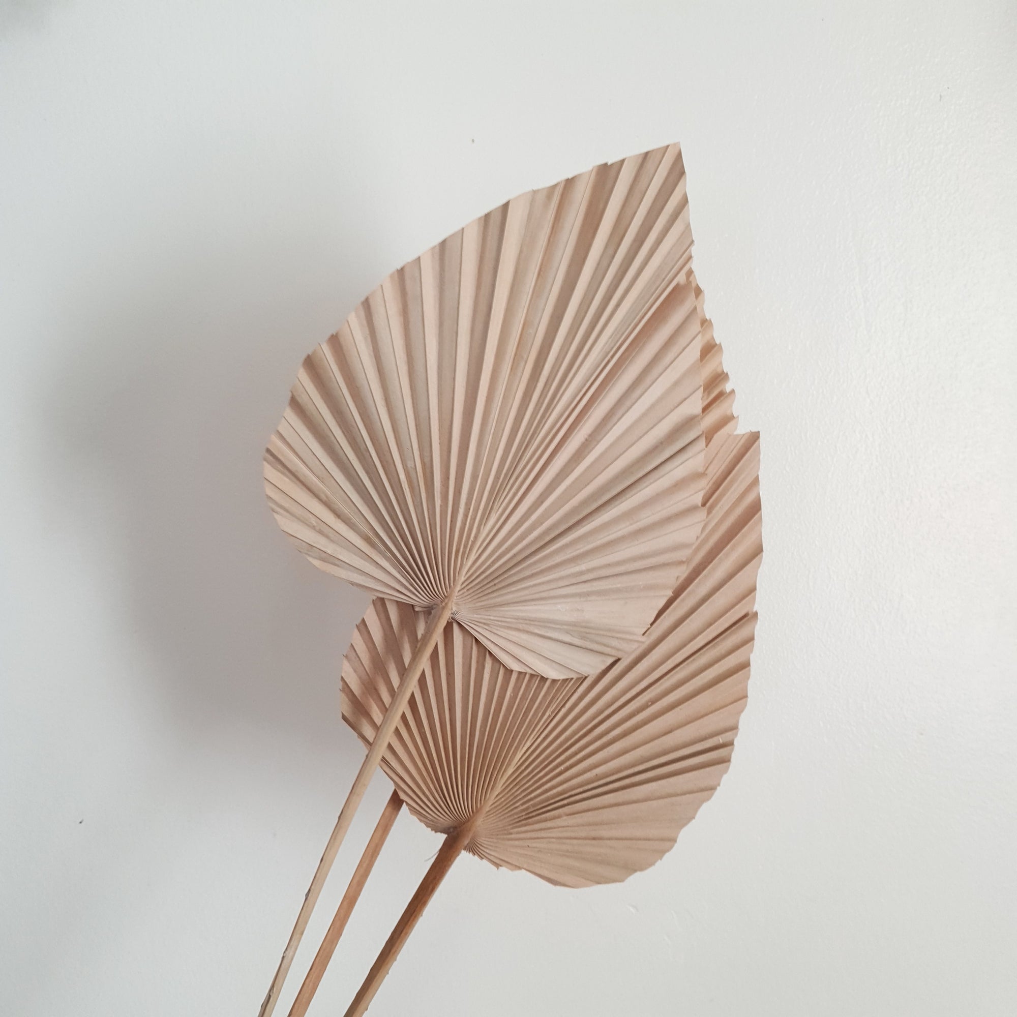 Dried Small Palm Spear