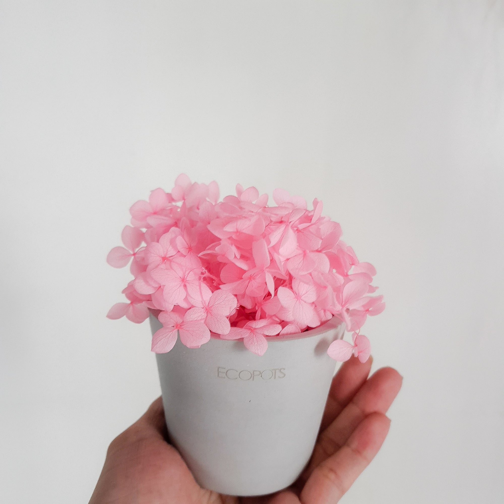 Pink Hydrangeas Petite Posy Pot