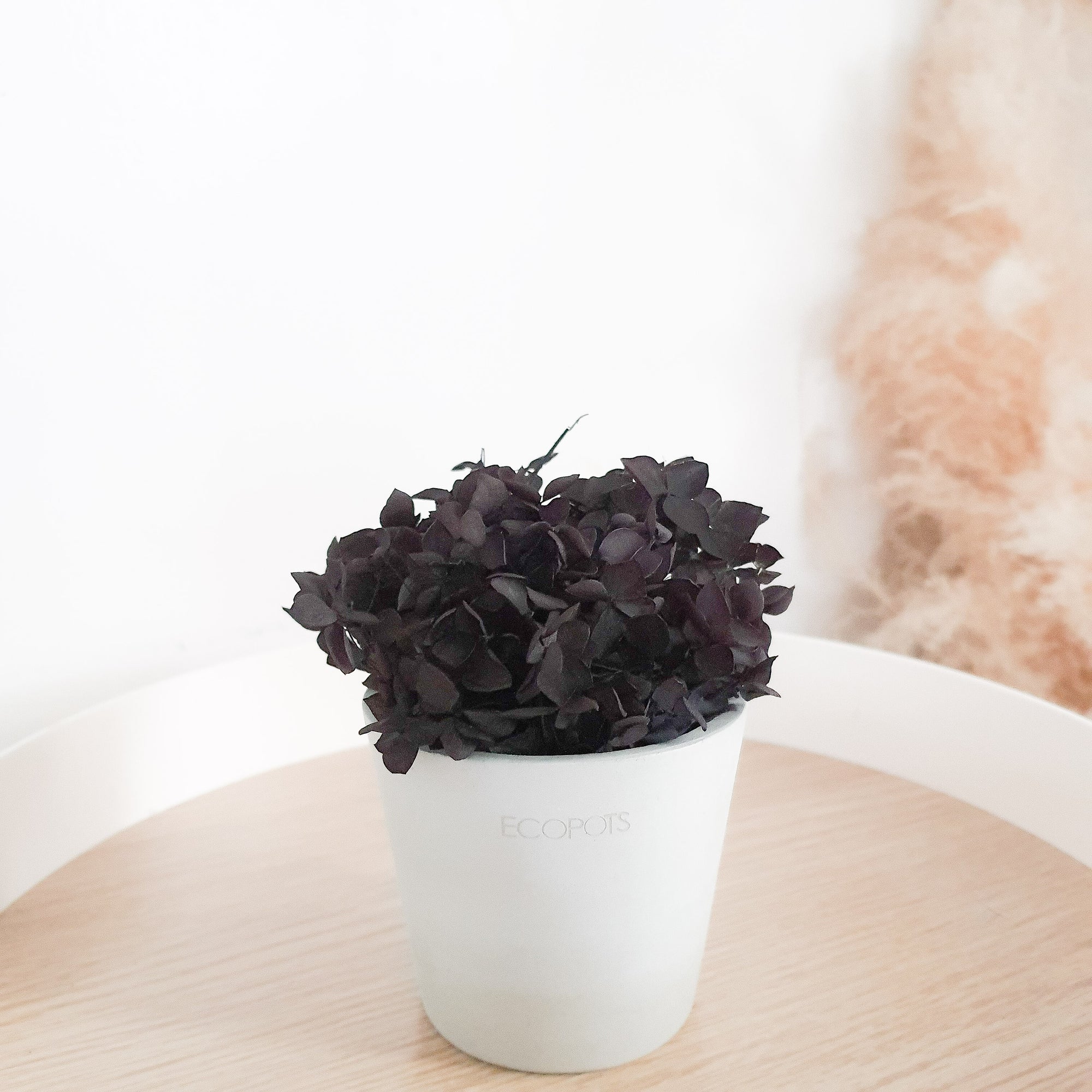 Black Hydrangeas Petite Posy Pot