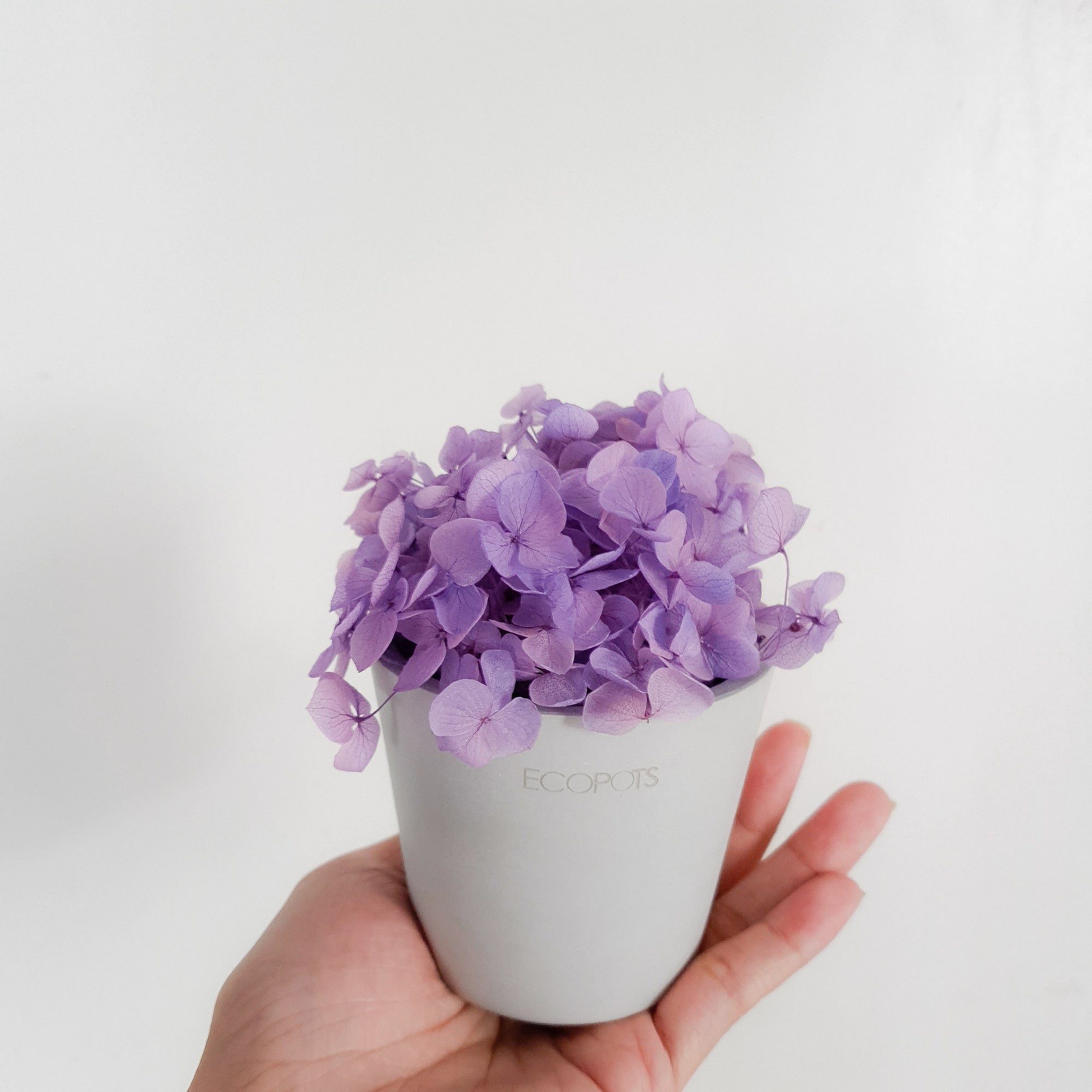 Purple Hydrangeas Petite Posy Pot