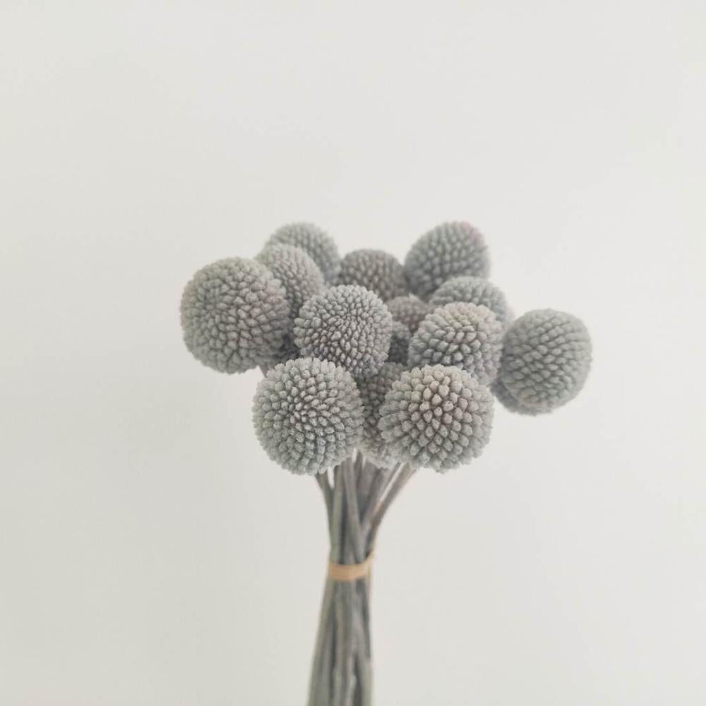 Billy Buttons (Craspedia)
