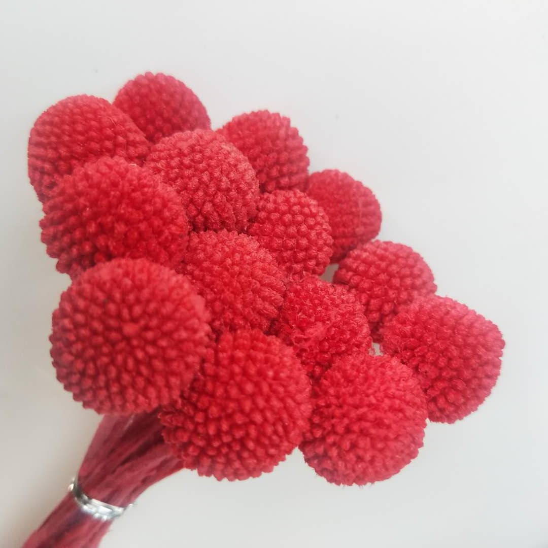 Billy Buttons (Craspedia)