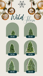 Fresh Abies Nobilis Pine