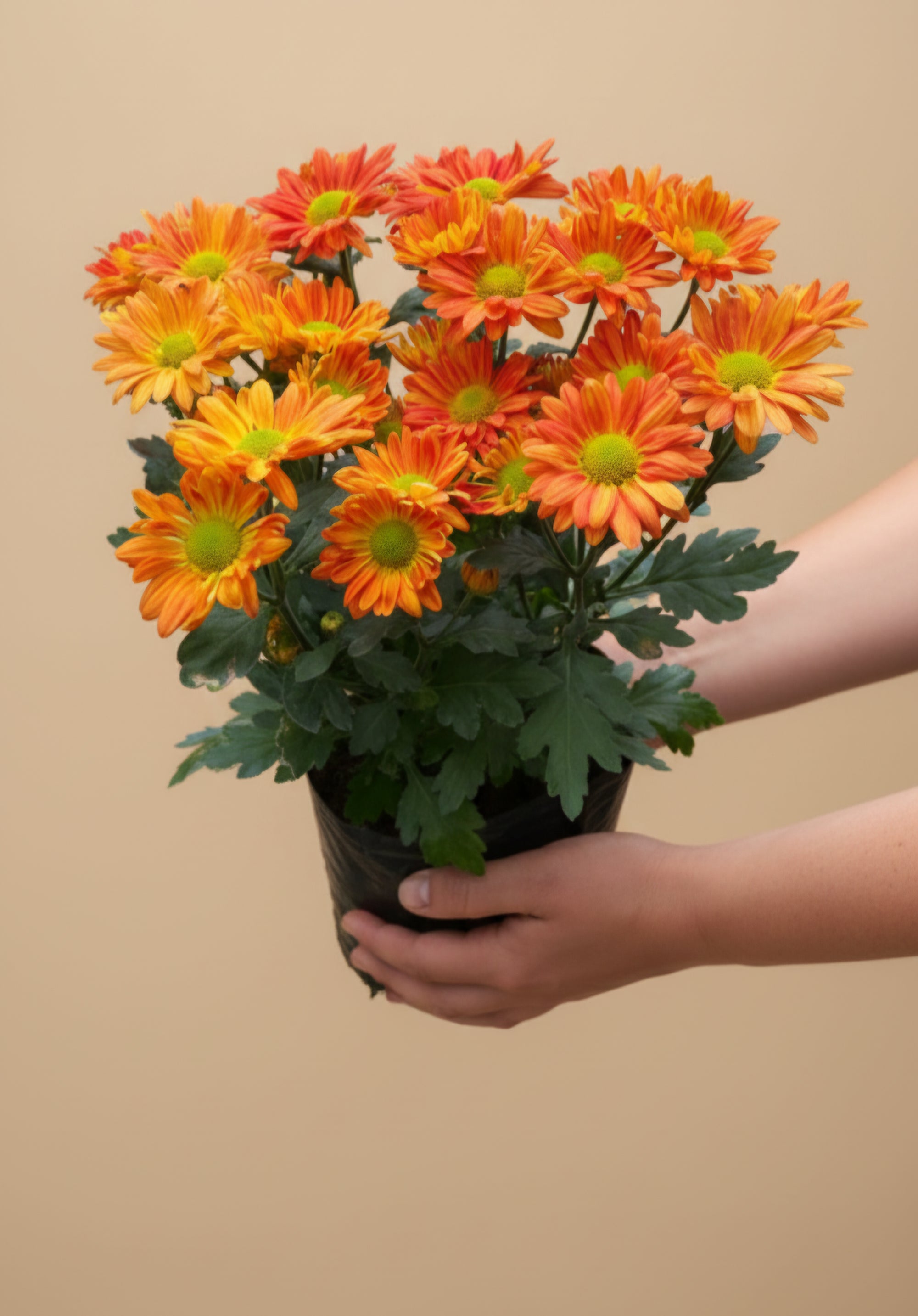 Benguet Blooms Potted Mums