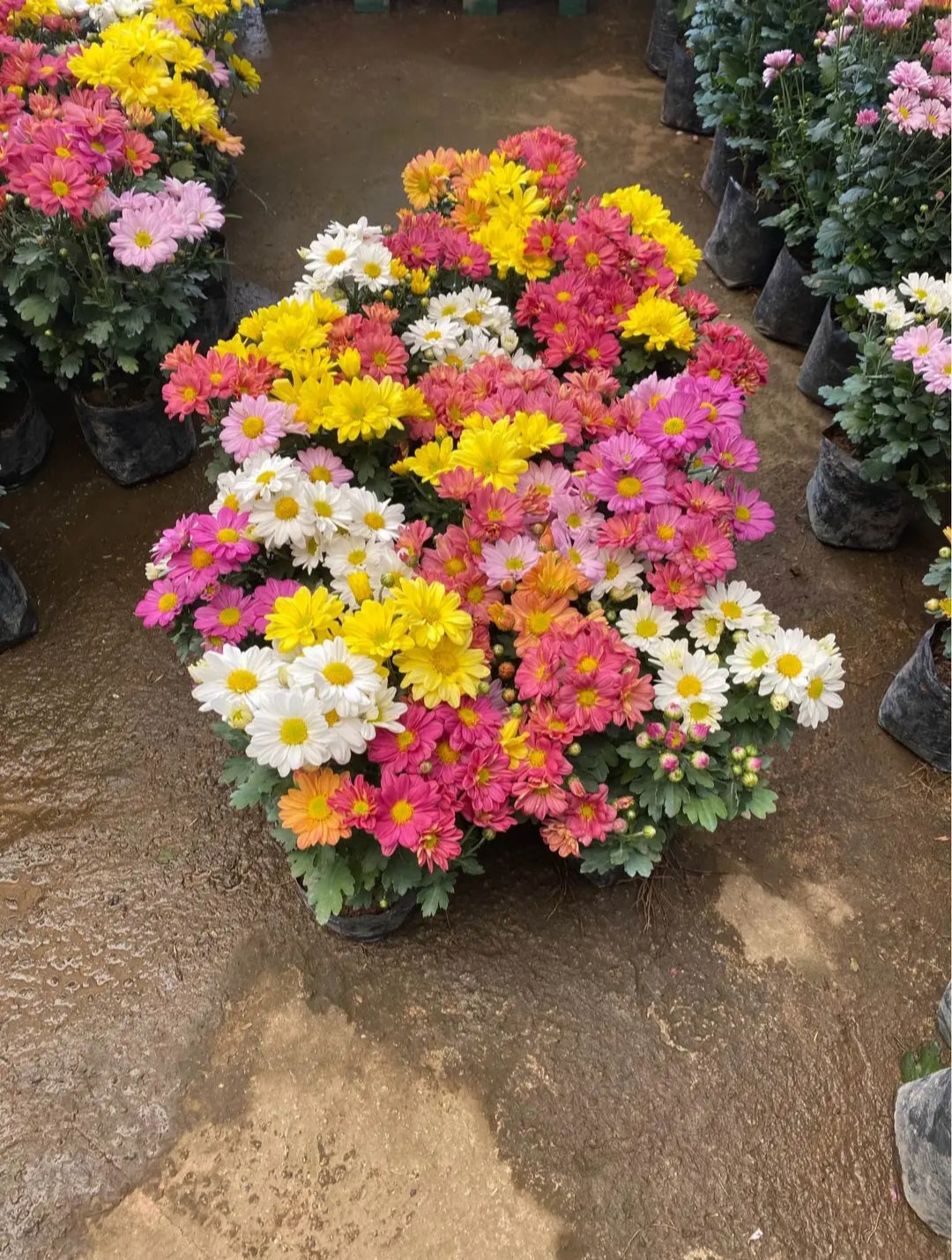 Benguet Blooms Potted Mums