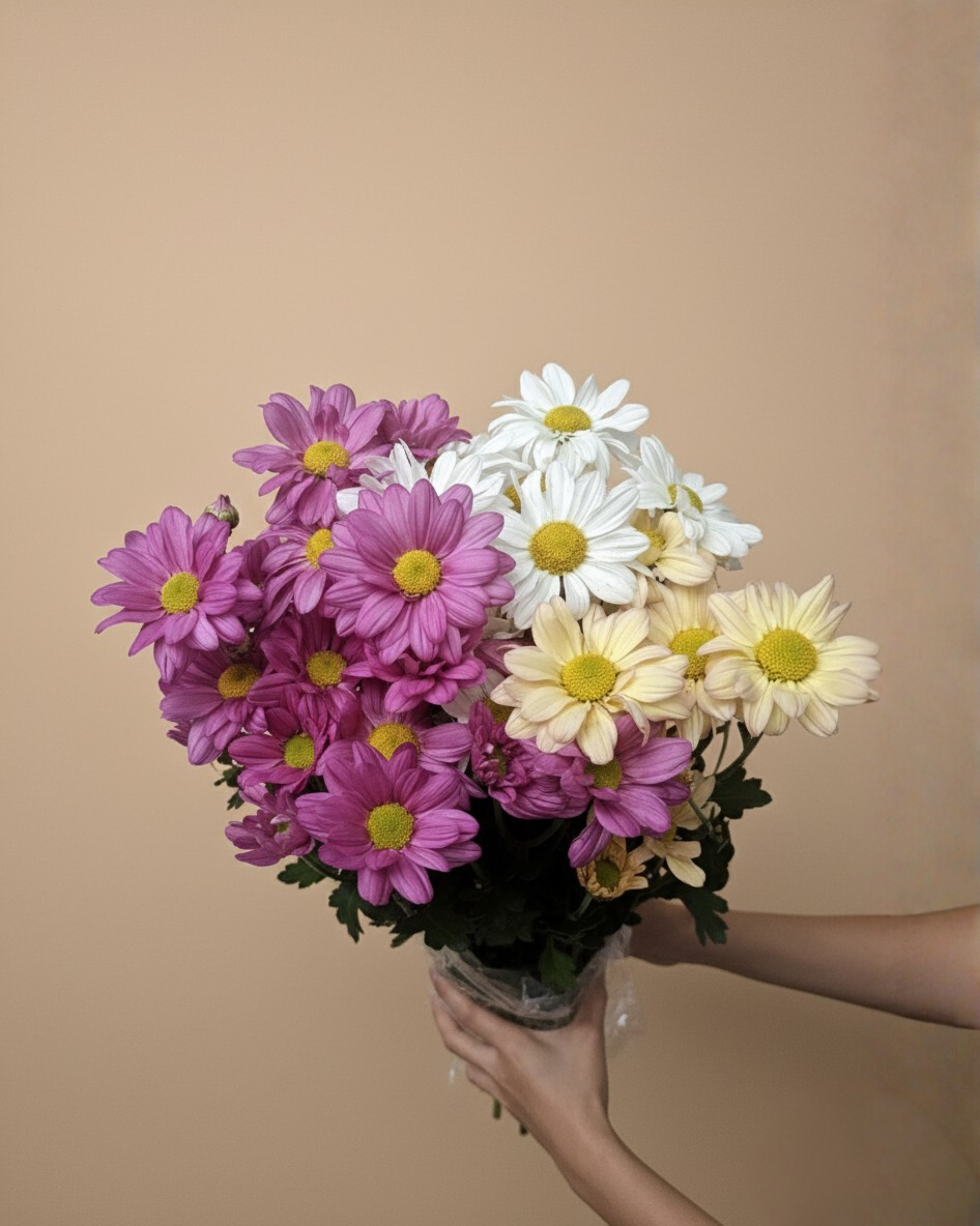 Benguet Blooms Potted Mums
