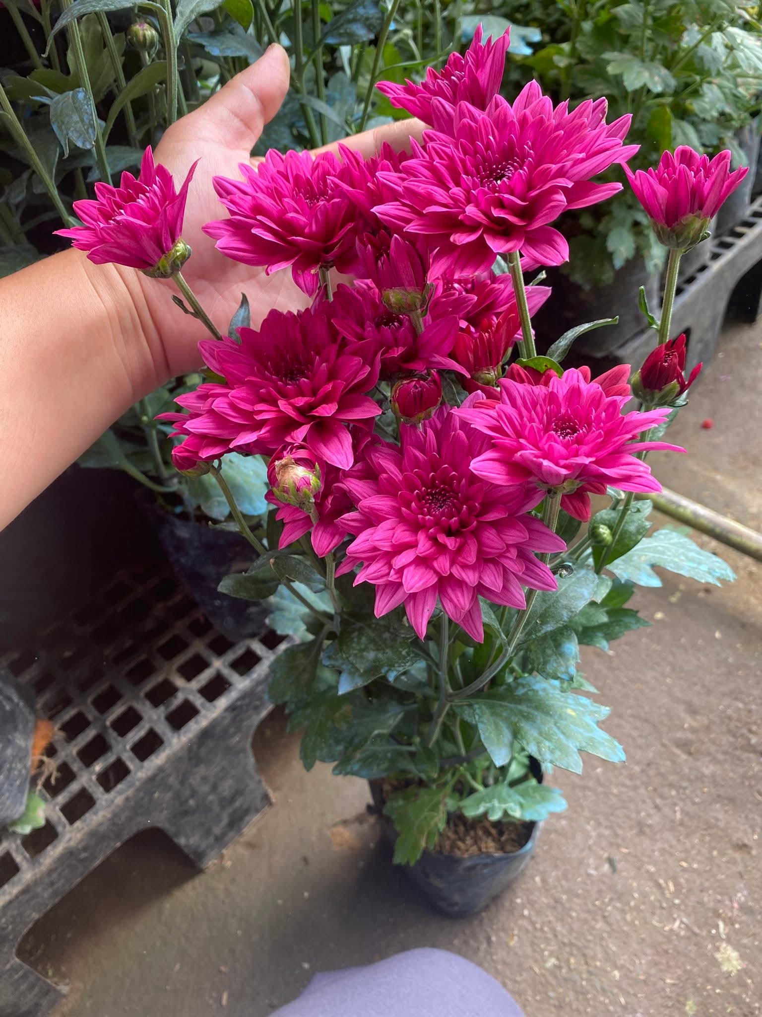 Benguet Blooms Potted Mums