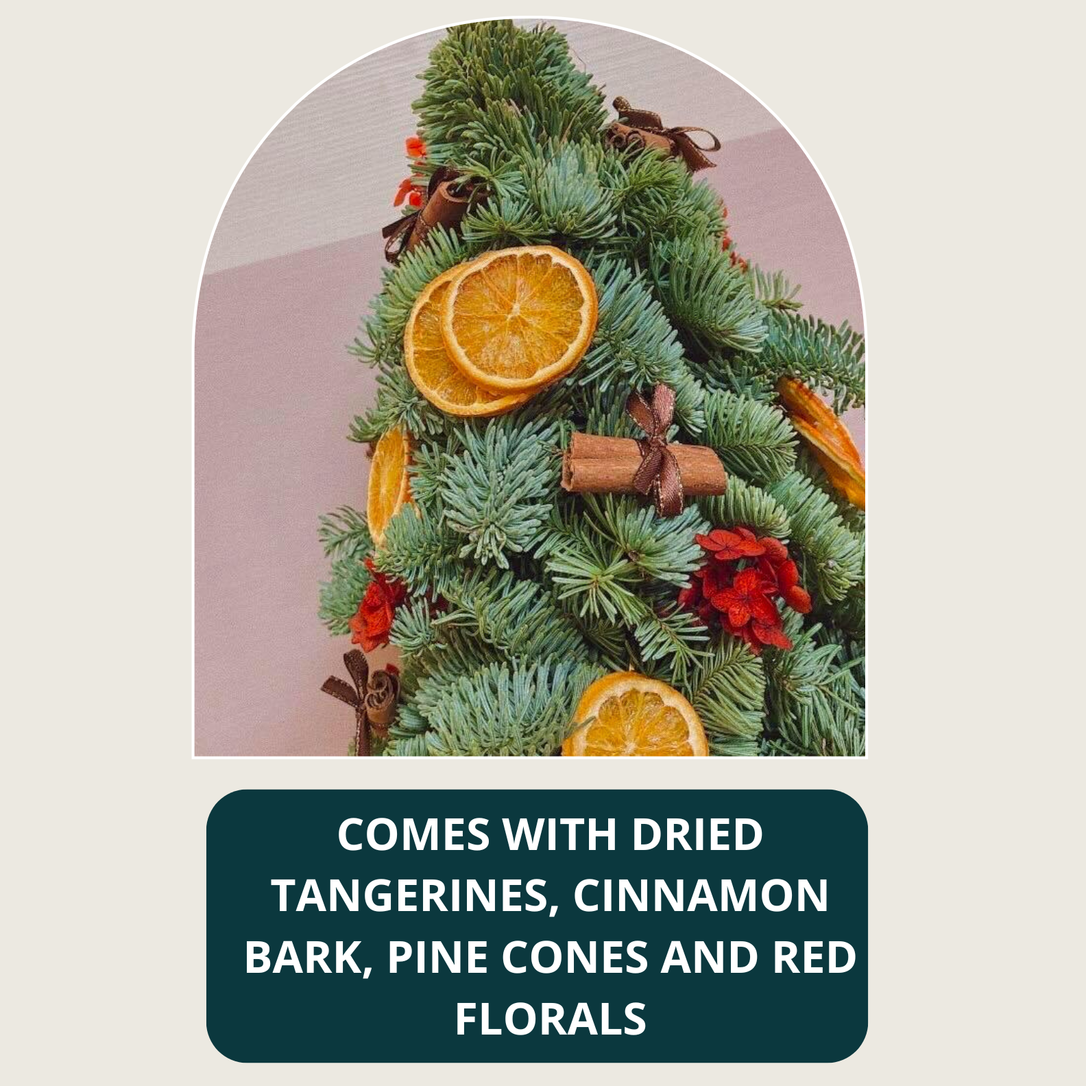 Fresh Abies Nobilis Pine