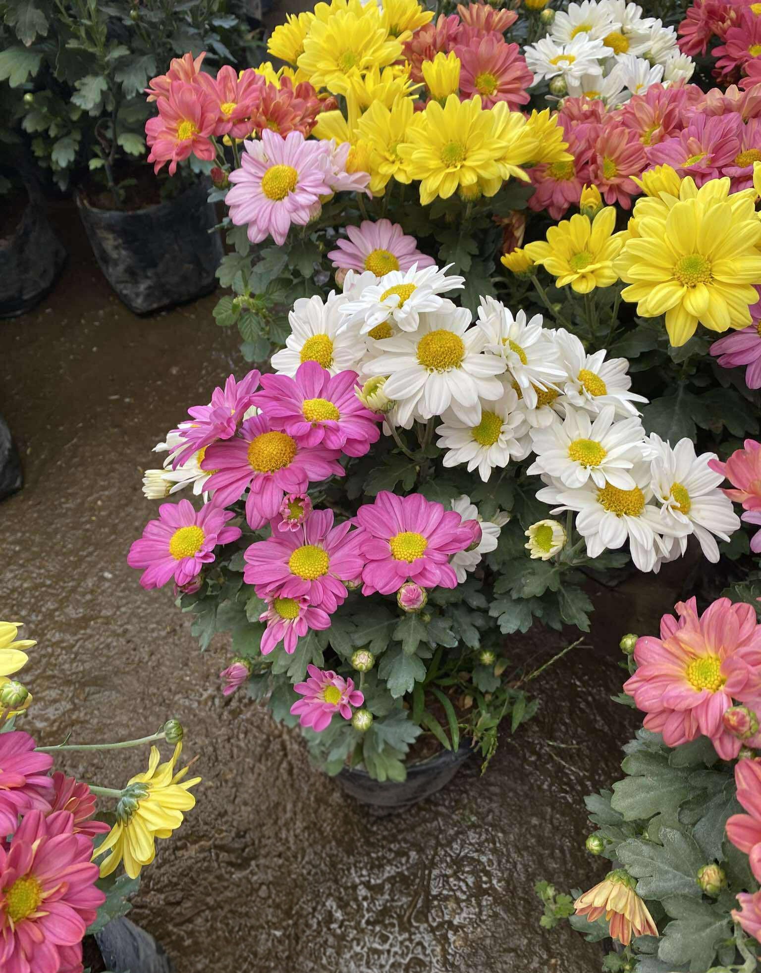 Benguet Blooms Potted Mums