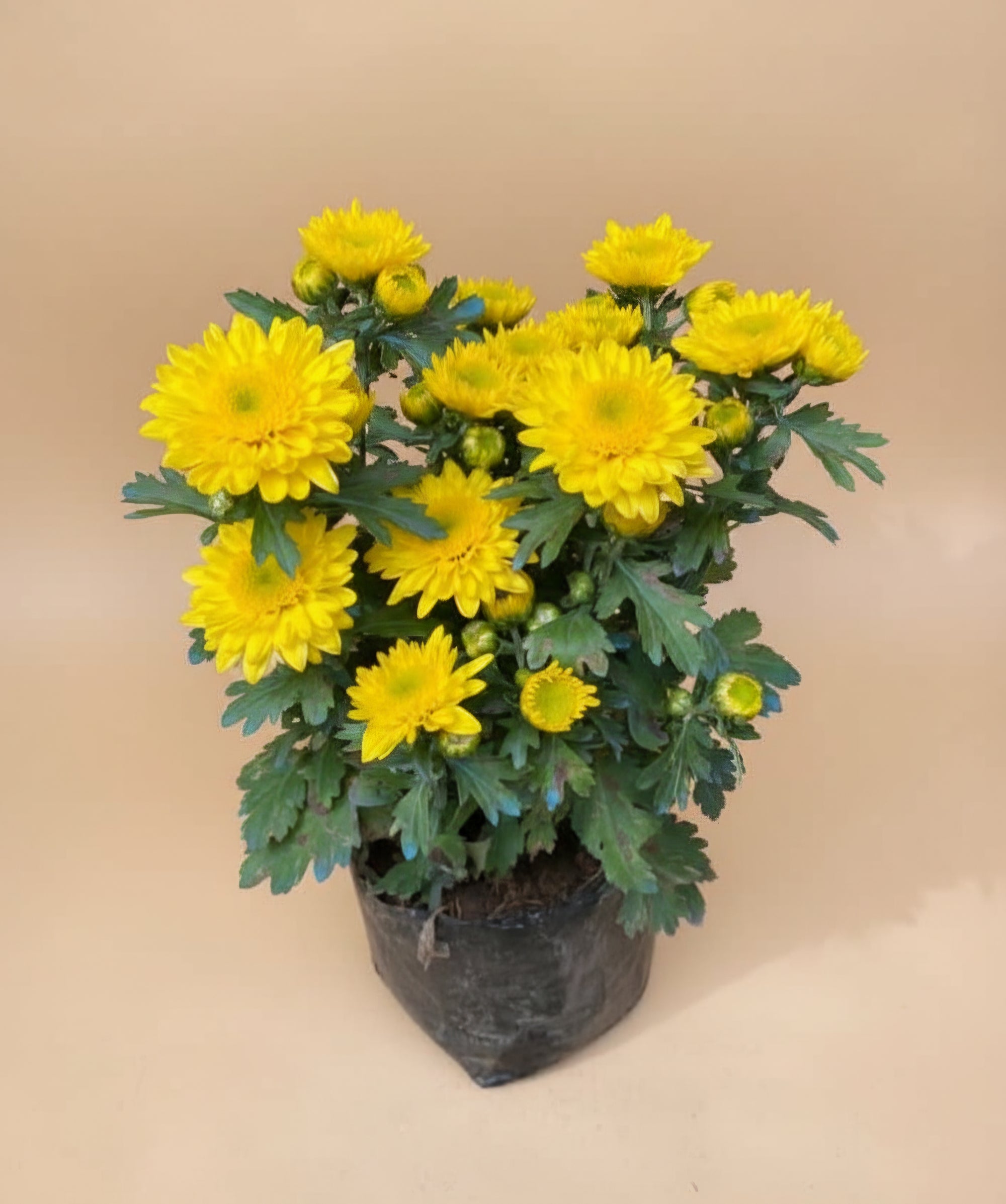 Benguet Blooms Potted Mums