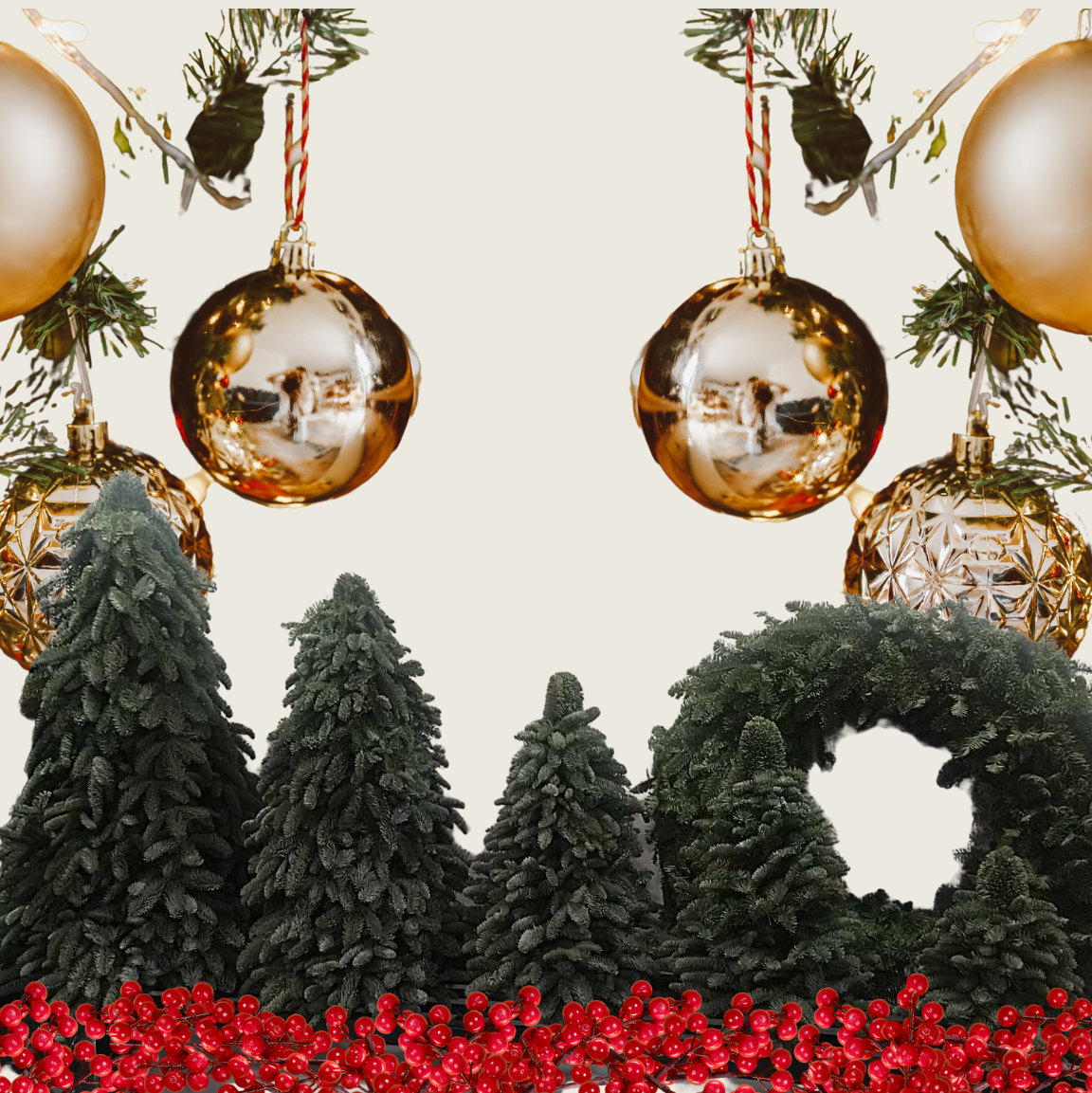 Fresh Abies Nobilis Pine