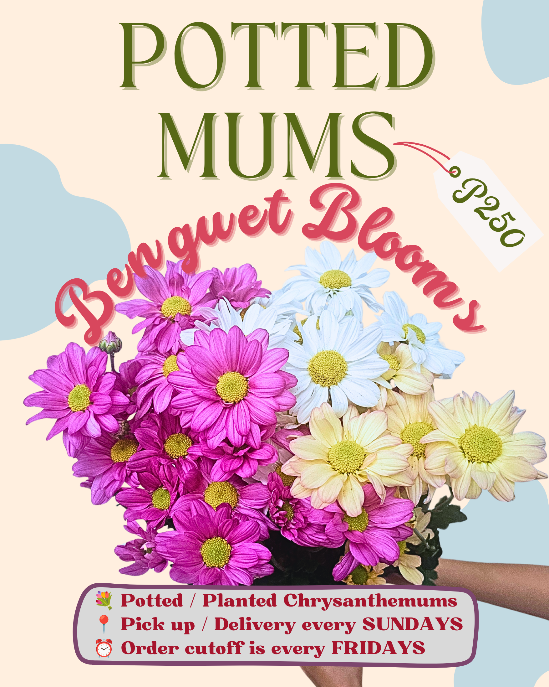 Benguet Blooms Potted Mums