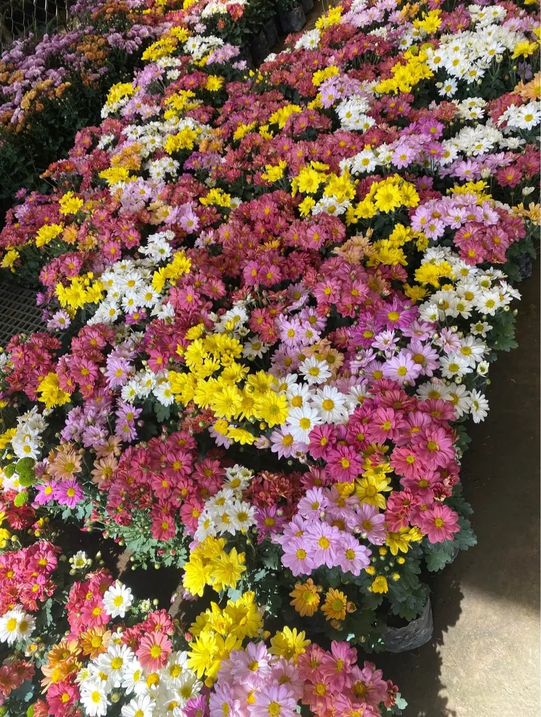 Benguet Blooms Potted Mums