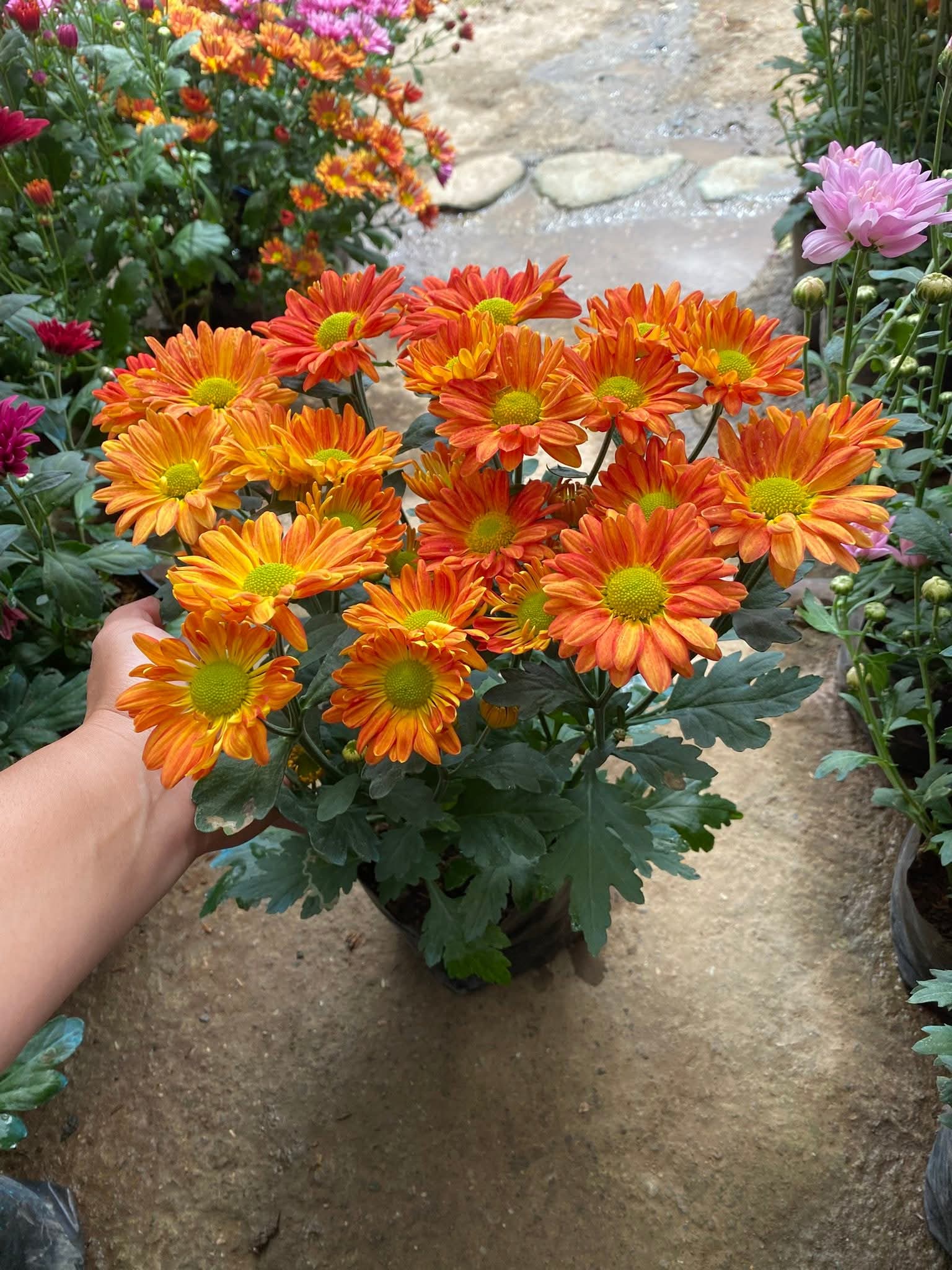 Benguet Blooms Potted Mums