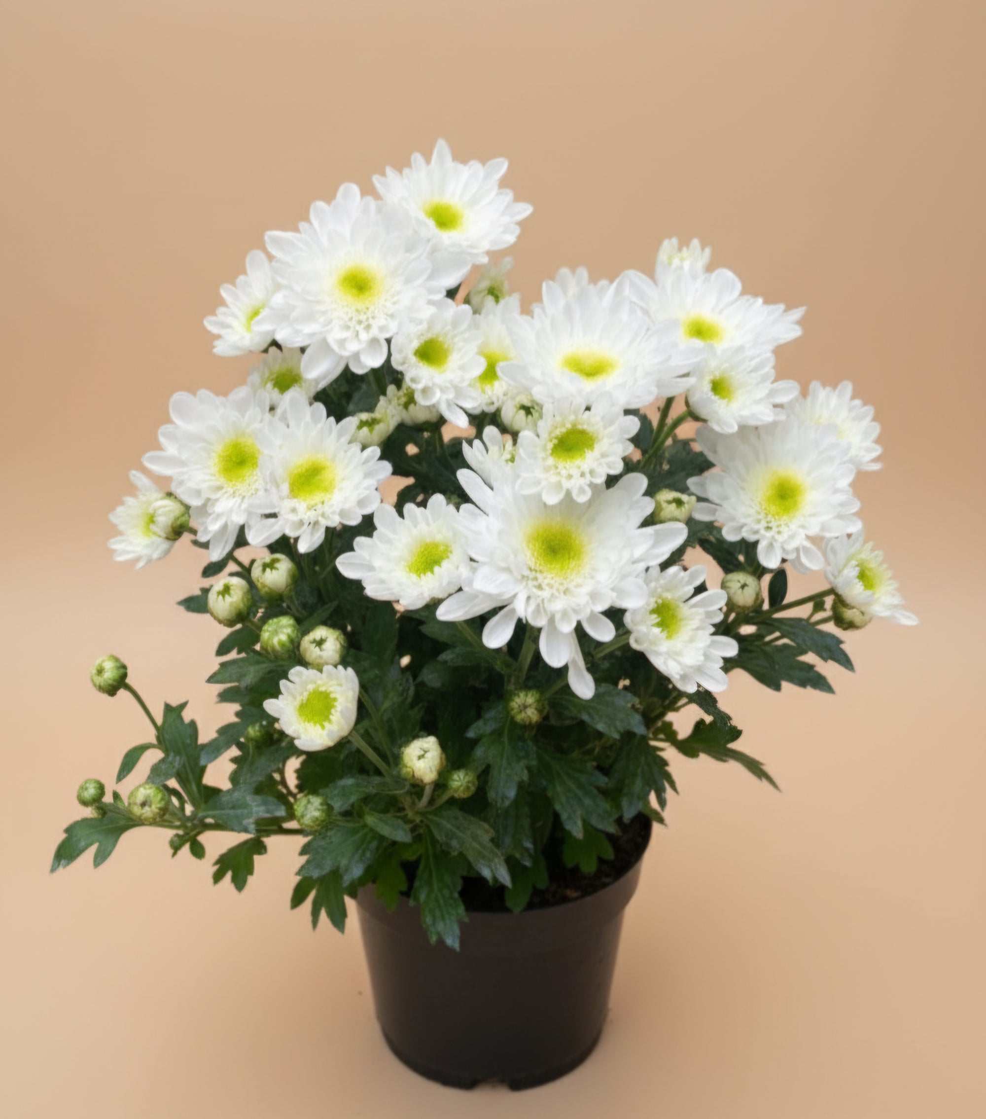 Benguet Blooms Potted Mums