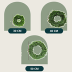 Fresh Abies Nobilis Pine