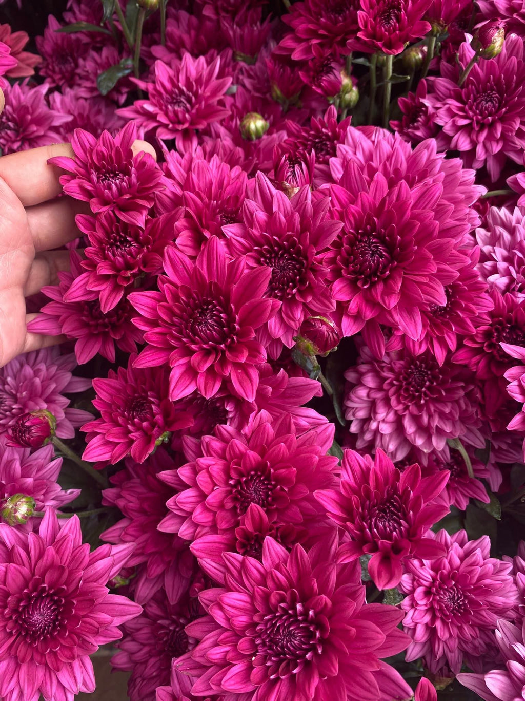 Benguet Blooms Potted Mums