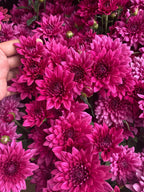 Benguet Blooms Potted Mums