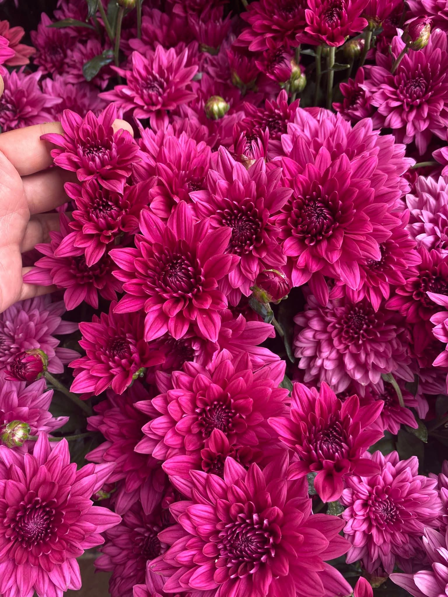 Benguet Blooms Potted Mums