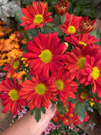 Benguet Blooms Potted Mums