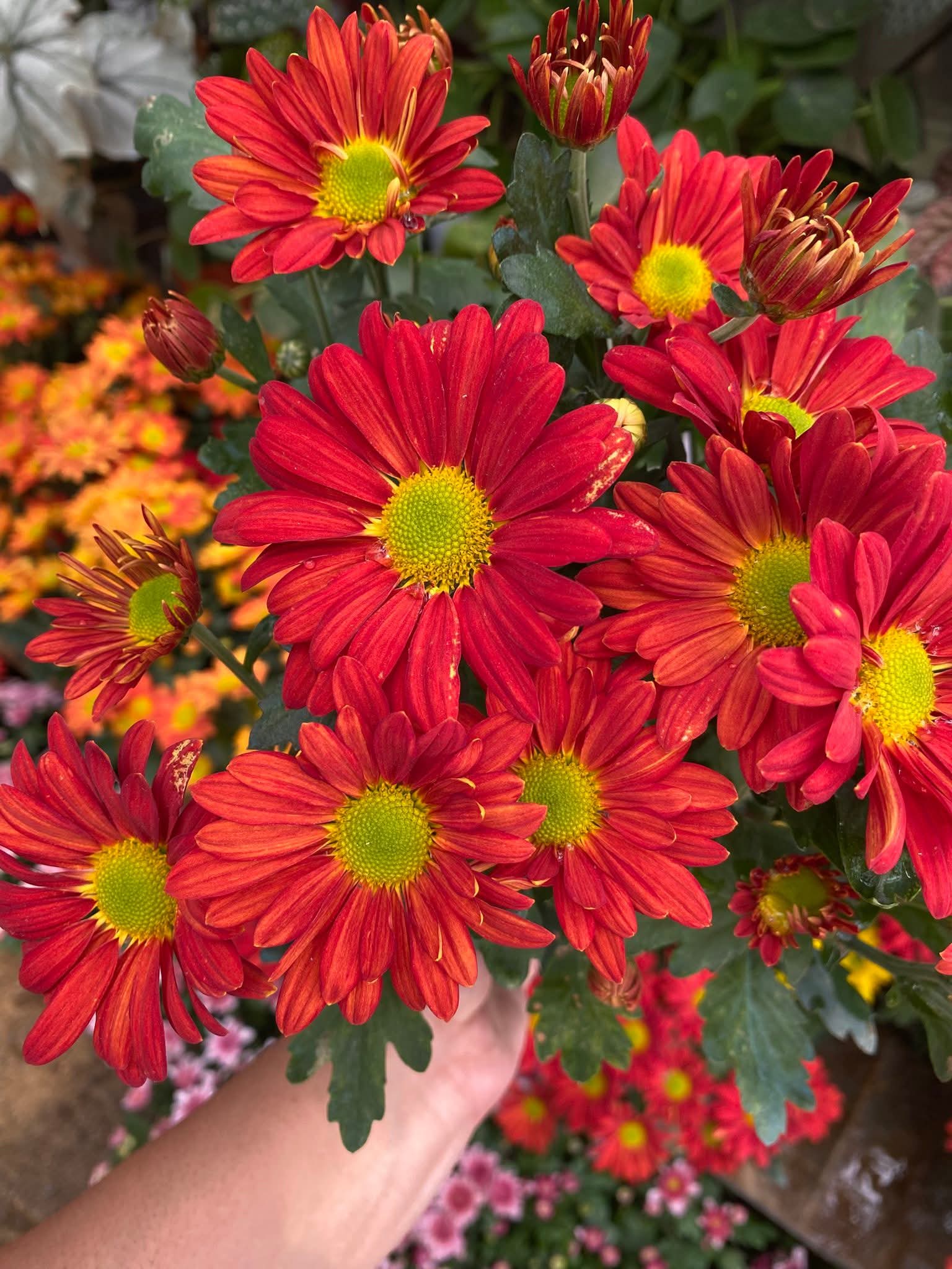 Benguet Blooms Potted Mums