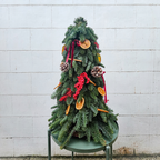 Fresh Abies Nobilis Pine