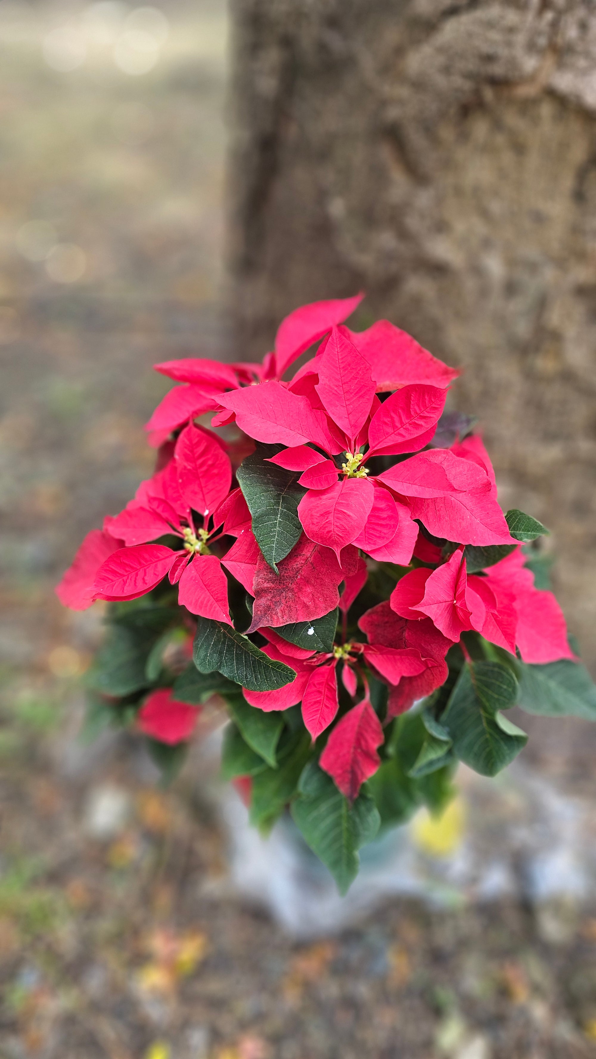 Fresh Poinsettia Plant – Holiday Classic Prestige