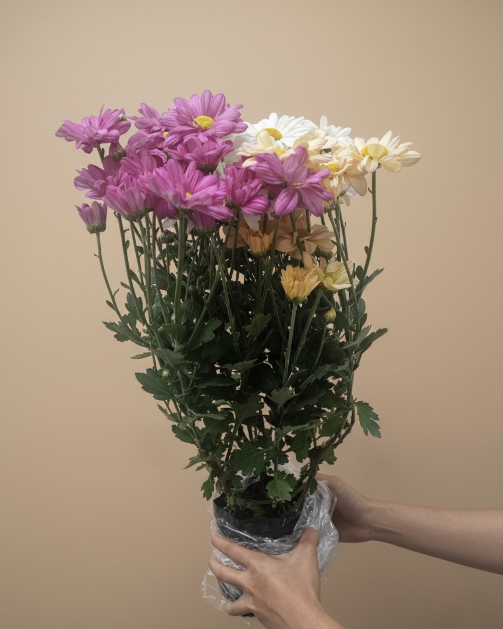 Benguet Blooms Potted Mums