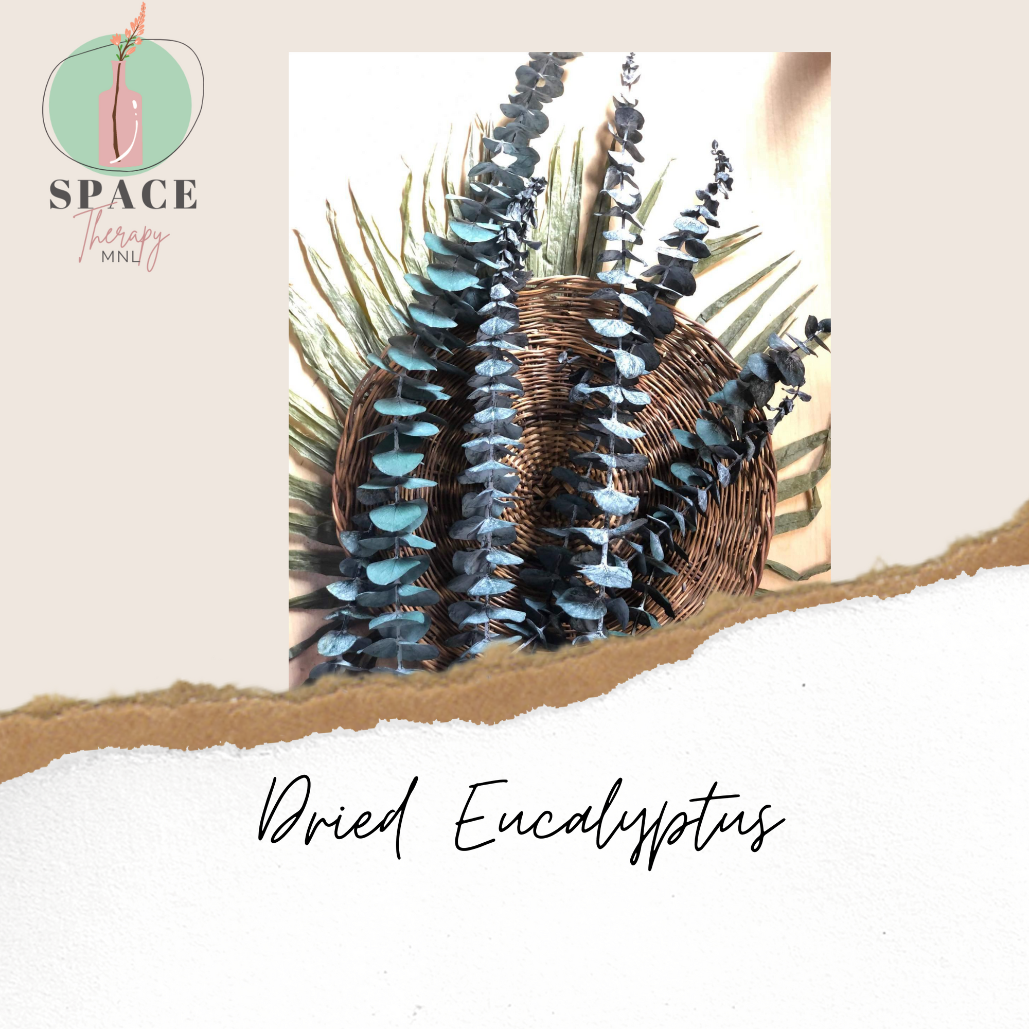 Preserved Eucalyptus (True Blue)