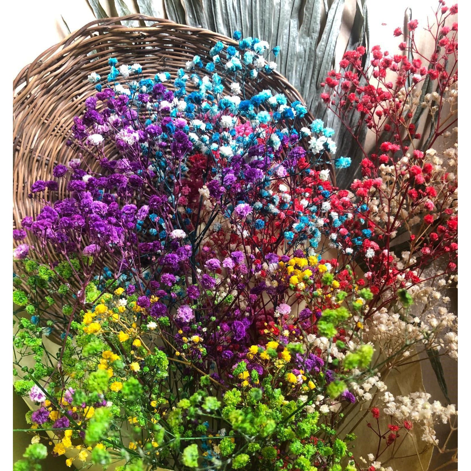 Gypsophila (Baby's Breath)