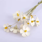 Matthiola