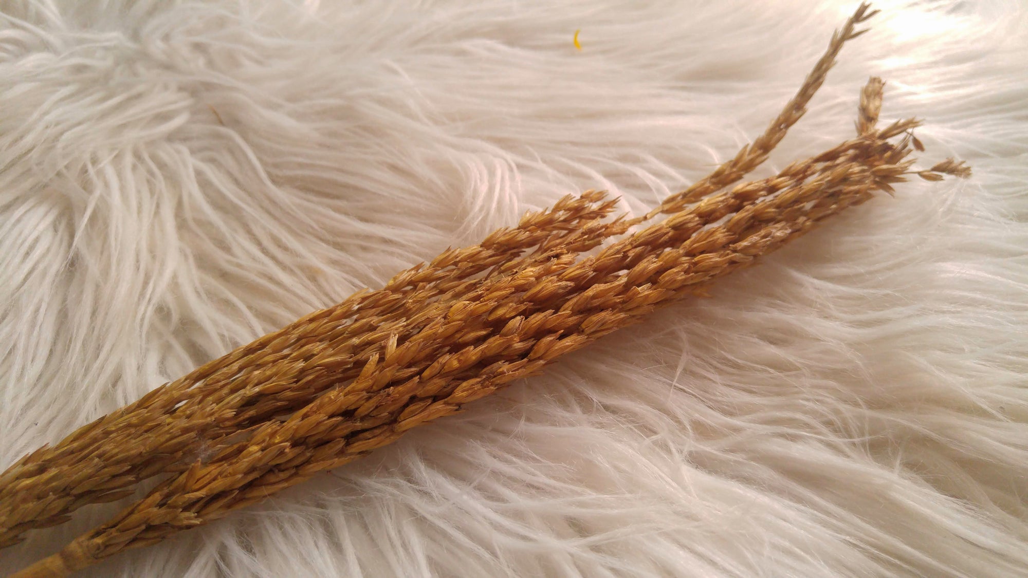 Wheat