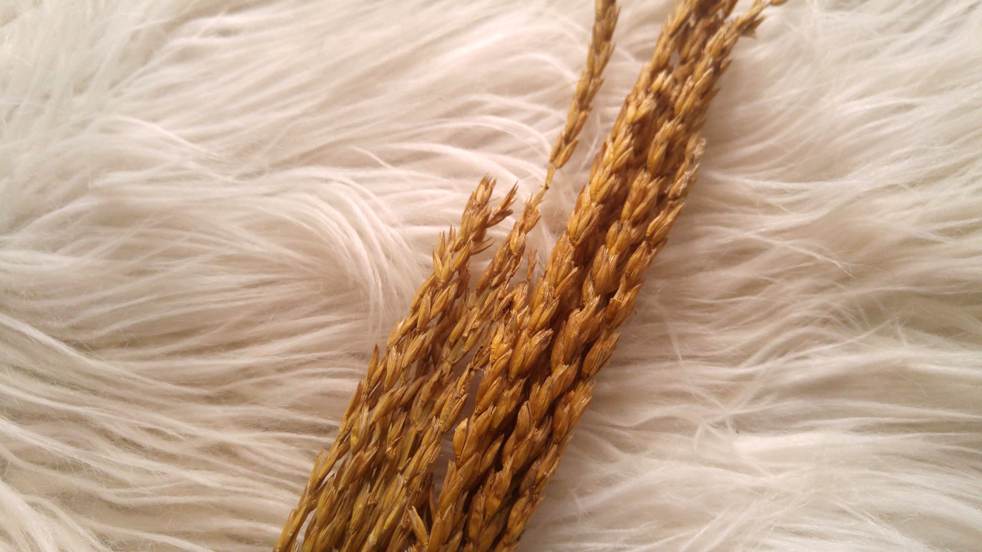 Wheat