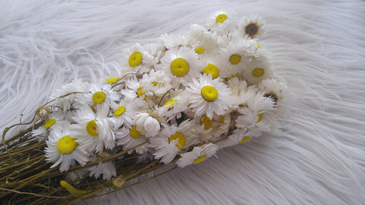 Paper Daisy (Acroclinium)