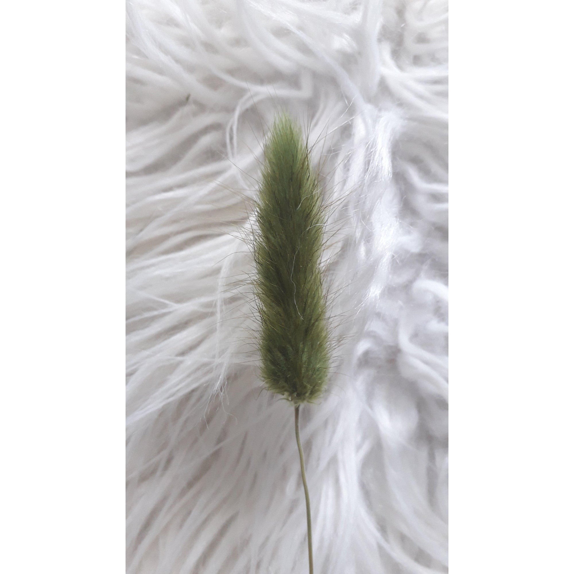 Lagurus (Bunny tails)