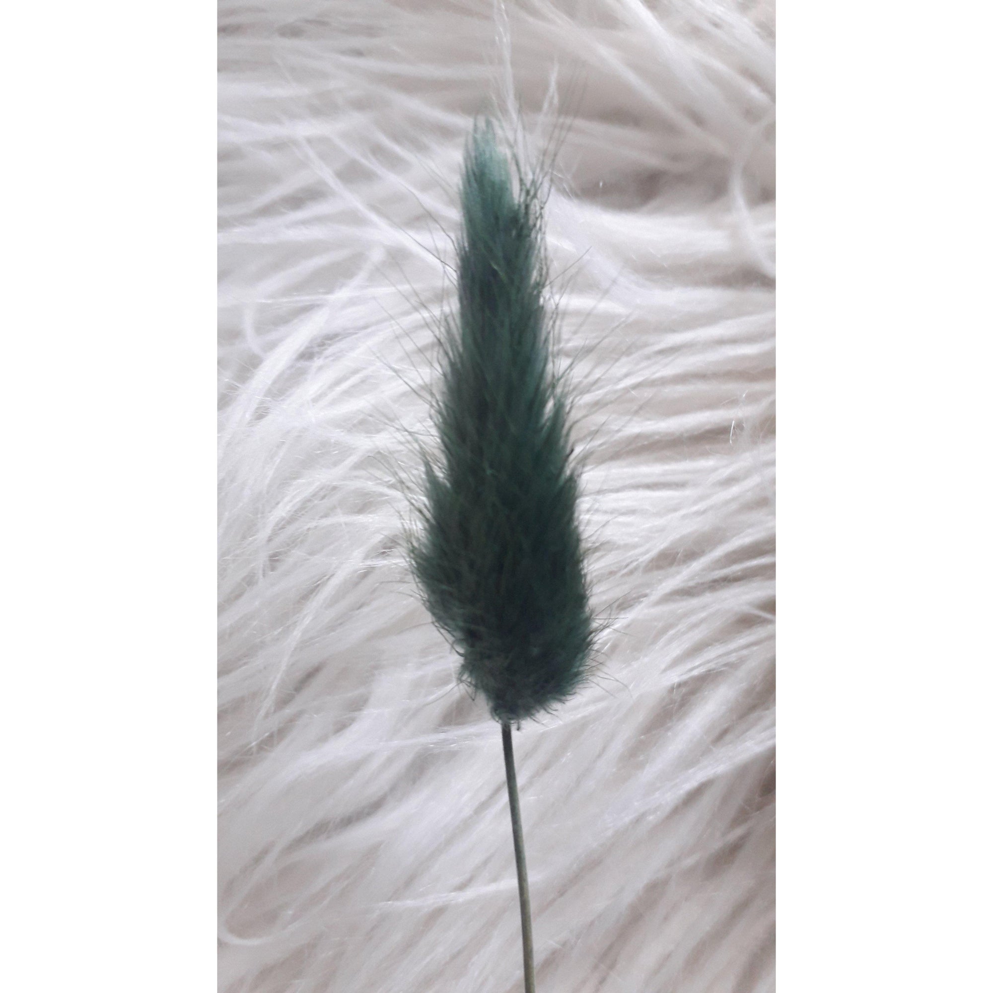 Lagurus (Bunny tails)