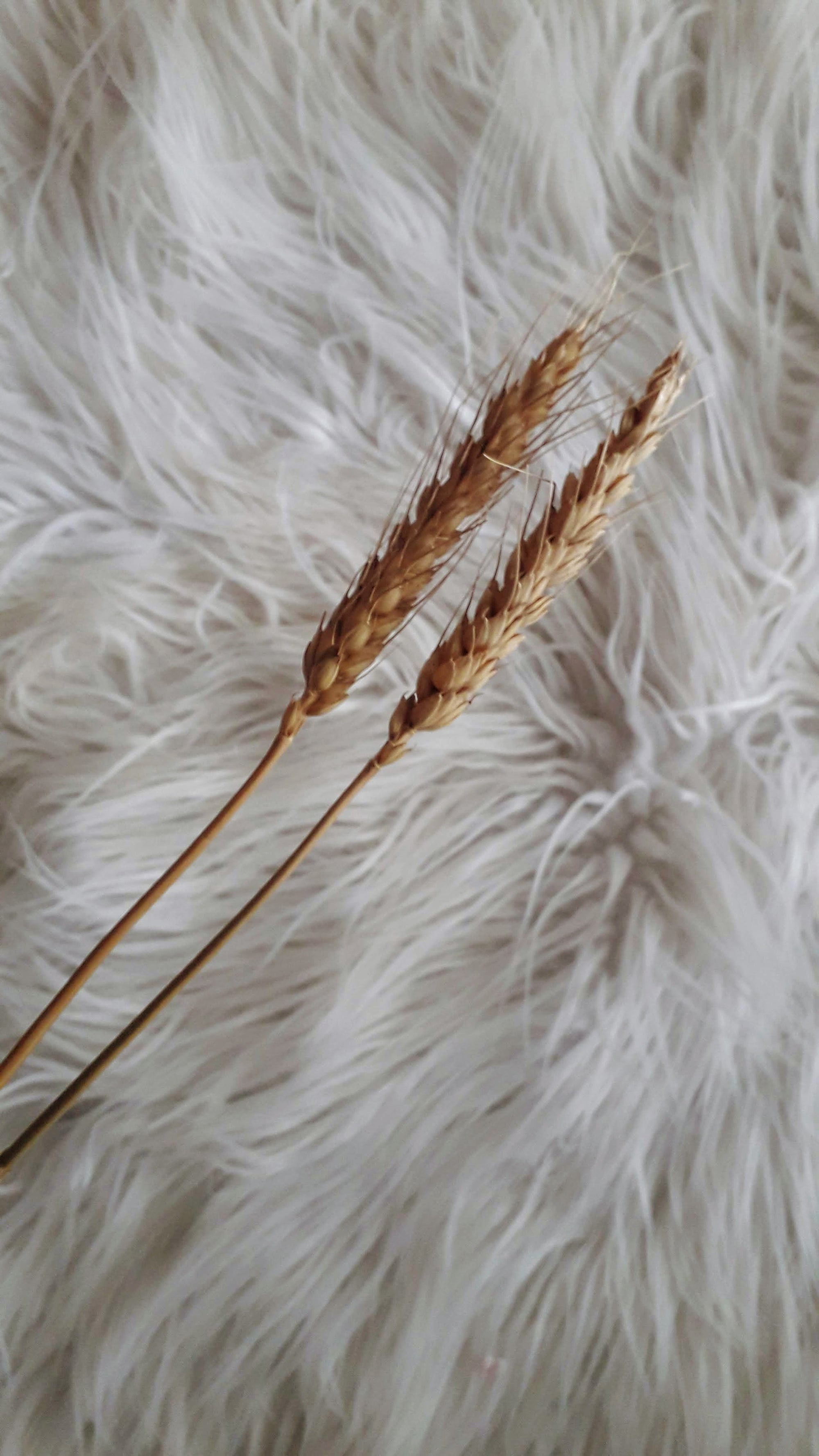 Wheat - Bearded Triticum