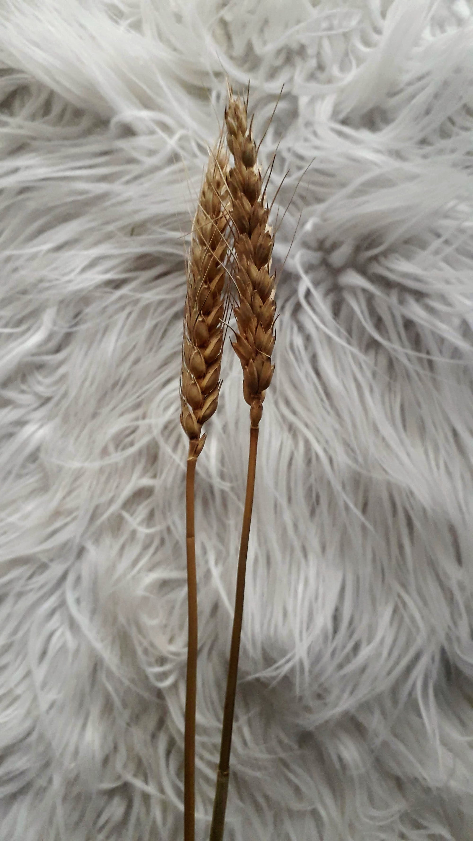 Wheat - Bearded Triticum