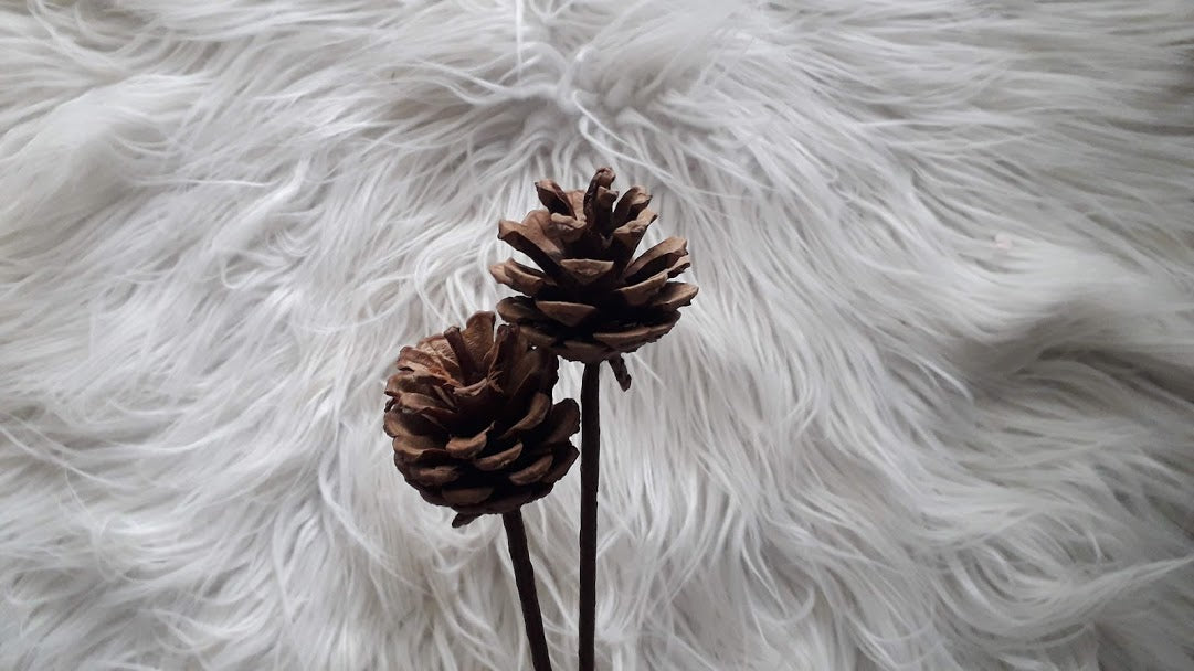 Pine Cones