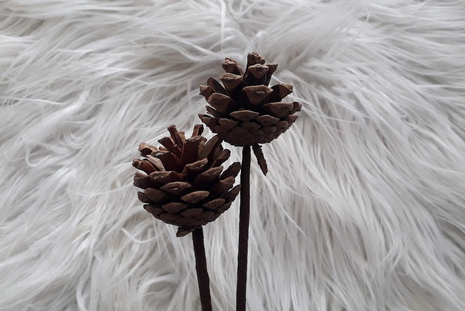 Pine Cones