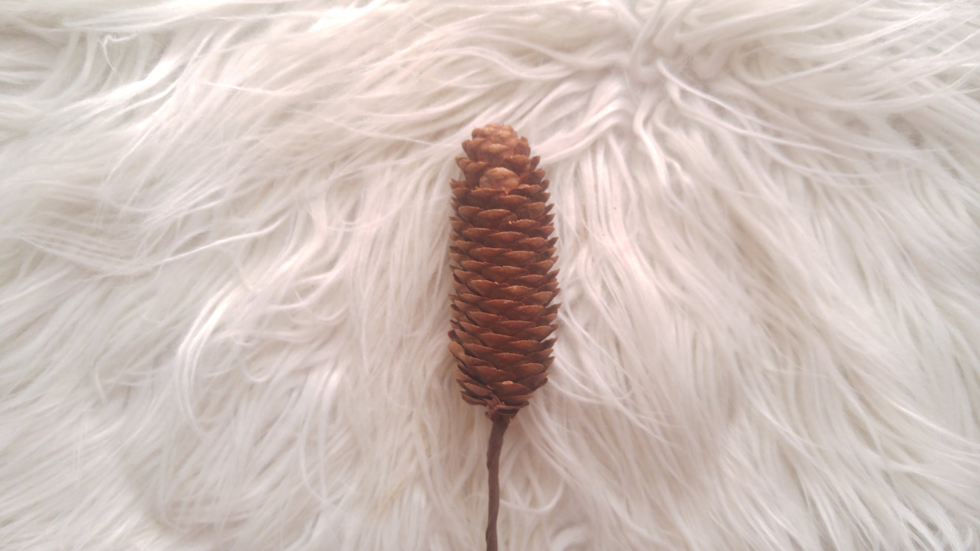 Pine Cones