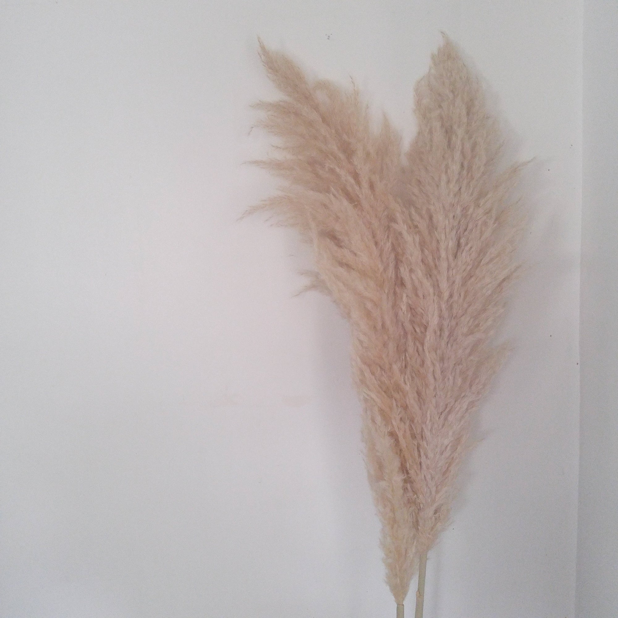 Wild Lady Cortaderia Cream Pampas Grass
