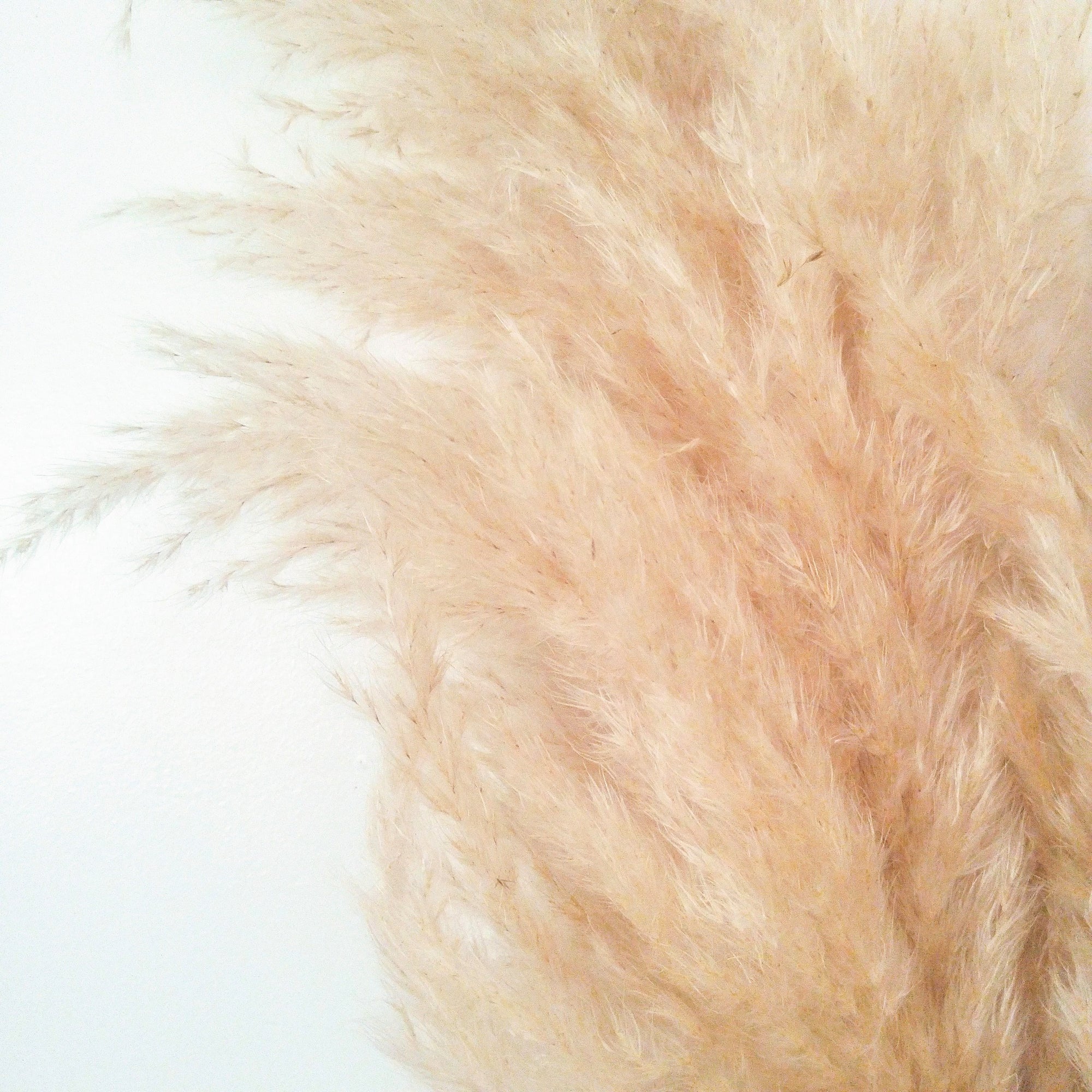 Wild Lady Cortaderia Cream Pampas Grass