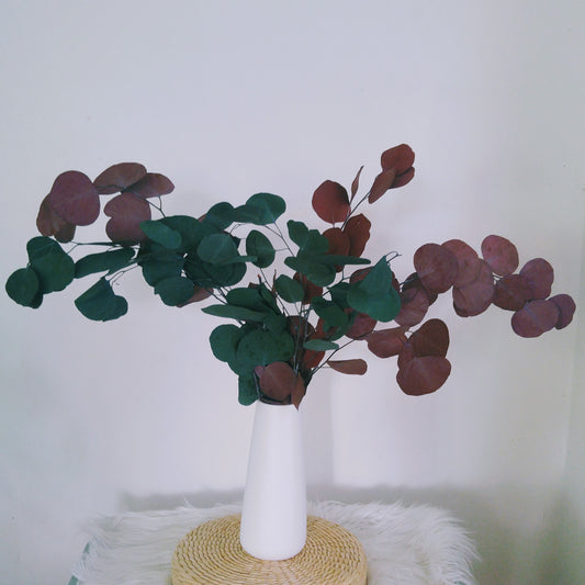 Silver Dollar Eucalyptus