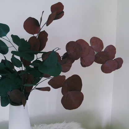 Silver Dollar Eucalyptus